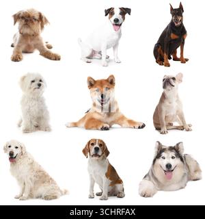 Niedliche Hunde verschiedener Rassen isoliert auf weißer Collage Stockfoto