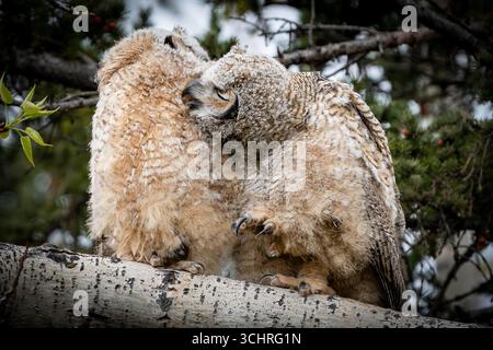 Junghörner-Eulen-Paar auf Baumästen, die Federn im Stadtpark in Calgary, Alberta, Kanada. Stockfoto