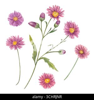 Aquarellfarben Flieder Blumen und Knospen des Herbstasters Aquarellillustration auf isoliertem Hintergrund. Herbst Gänseblümchen auf grünem Stamm mit Blättern Stockfoto