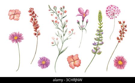 Blühende Wiese und Gartenblumen Clip Art Aquarellillustration auf isoliertem Hintergrund. Handgezeichneter Blumenkopf und auf grünem Stiel. Blumenelemente Stockfoto