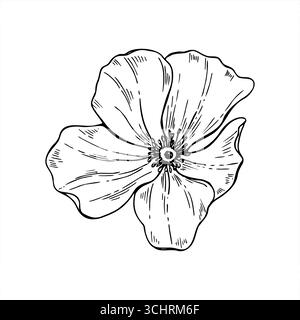 Monochrome minimalistische Blume ohne Stielvektor Illustration. Draufsicht. Umrisszeichnung mit Mohn- oder Hagebuttenblütenkopf. Schwarzes Ätzen Stock Vektor