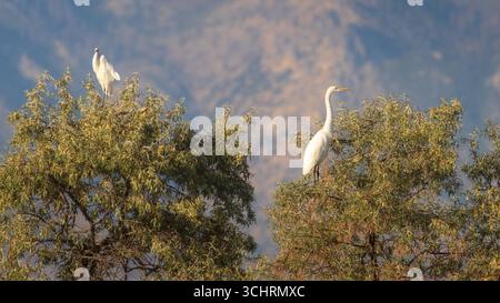 Zwei große Reiher (Ardea alba) in Weiden im Honey Lake Wildlife Area, Lassen County, Kalifornien, mit Bergen im Hintergrund. Stockfoto