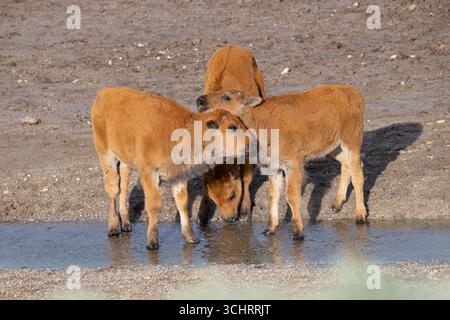 Buffalo (Bison Bison) Kalbsspiele. Juni im Yellowstone-Nationalpark, Wyoming. Stockfoto