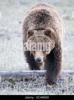 Grizzlybär (Ursus arctos) Wildschwein. Ende Mai im Yellowstone National Park, Wyoming. Stockfoto
