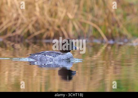 Portraitnaht einer gewöhnlichen goldeneye Bucephala clangula-Frau, die auf der Wasseroberfläche eines Sees schwimmt. Stockfoto