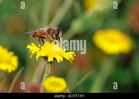 Drone fly Eristalis tenax Insekten im Flug an einem sonnigen Tag im Frühling Saison Stockfoto