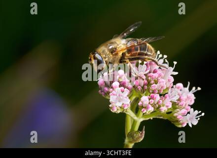 Eine gewöhnliche Drohnenfliege (Eristalis tenax), die sich von Blüten von Valerian ernährt Stockfoto