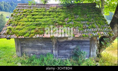 Ein altes hölzernes Ferienhaus auf dem Land mit einem grünen Moosdach, umgeben von einer üppigen grünen Wiese und natürlicher Vegetation Stockfoto