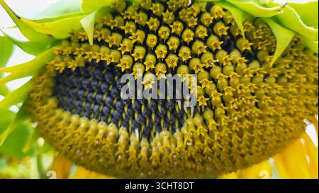 Nahaufnahme einer großen gelben Sonnenblumenblüte mit detaillierten Texturen mit vollen und gefallenen Samen Stockfoto