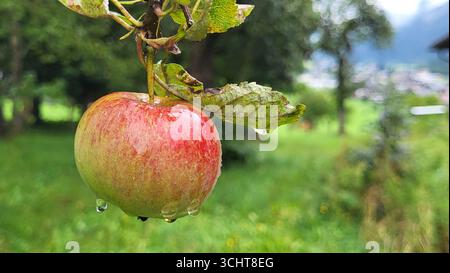 Nahaufnahme eines rot-grünen Apfels mit Regentropfen, die an einem Apfelbaum hängen, umgeben von grünen Blättern und Ästen Stockfoto