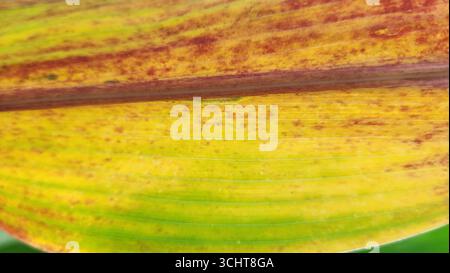 Nahaufnahme der detaillierten Textur eines Maisblattes mit Herbstfarben in Gelb-, Rot-, Braun- und Grüntönen Stockfoto
