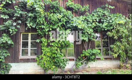 Weinreben mit dichten grünen Blättern, die auf die Holzwand eines rustikalen Bauernhauses klettern, mit drei Fenstern mit weißen quadratischen Trennungen Stockfoto