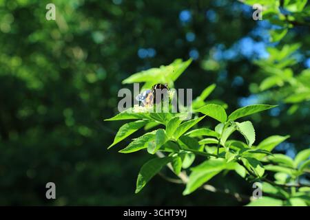 Vanessa atalanta ernährt sich von Sambucus-Blättern Stockfoto