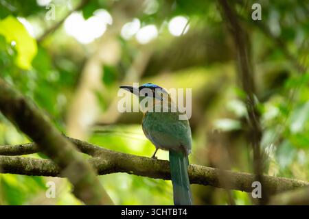 Herrliche Lektion in den Wäldern von Panama Stockfoto