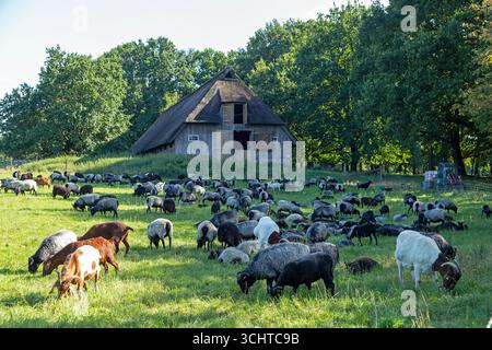 Schafe, Heidschnucken und Ziegen, die vor dem Schafstall weiden, Lüneburger Heide, Wilsede, Bispingen, Niedersachsen, Deutschland Stockfoto