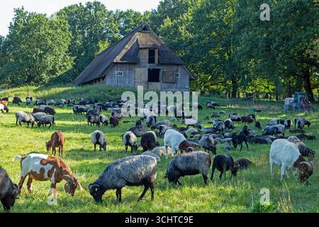 Schafe, Heidschnucken und Ziegen, die vor dem Schafstall weiden, Lüneburger Heide, Wilsede, Bispingen, Niedersachsen, Deutschland Stockfoto