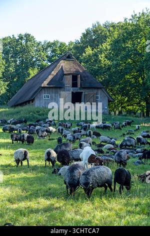 Schafe, Heidschnucken und Ziegen, die vor dem Schafstall weiden, Lüneburger Heide, Wilsede, Bispingen, Niedersachsen, Deutschland Stockfoto
