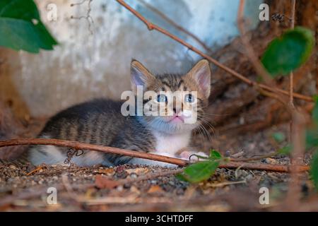Ein blauäugiges, neugieriges Tabby-Kätzchen sitzt zwischen trockenen Blättern, fotografiert in einer natürlichen Umgebung im Freien mit sanfter Beleuchtung. Stockfoto