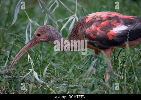 Das Scarlet Ibis, manchmal auch Red Ibis (Eudocimus ruber) genannt. Stockfoto