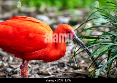 Das Scarlet Ibis, manchmal auch Red Ibis (Eudocimus ruber) genannt. Stockfoto