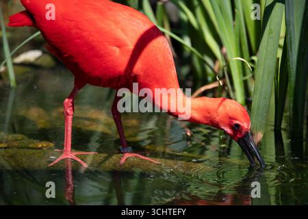 Das Scarlet Ibis, manchmal auch Red Ibis (Eudocimus ruber) genannt. Stockfoto