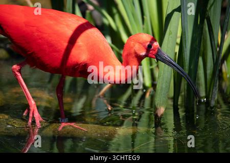 Das Scarlet Ibis, manchmal auch Red Ibis (Eudocimus ruber) genannt. Stockfoto