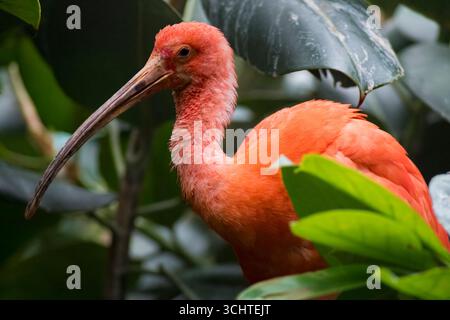 Das Scarlet Ibis, manchmal auch Red Ibis (Eudocimus ruber) genannt. Stockfoto