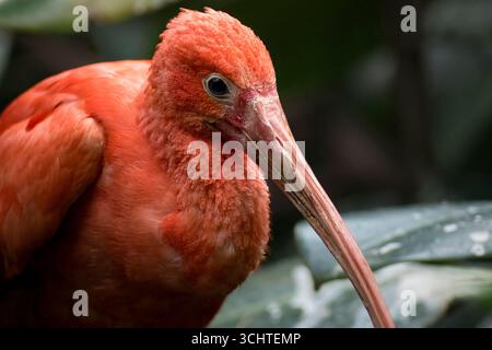 Das Scarlet Ibis, manchmal auch Red Ibis (Eudocimus ruber) genannt. Stockfoto