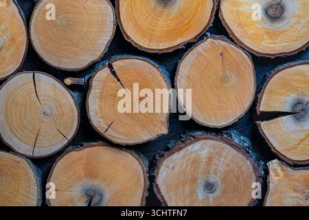 Querschnitt eines Apfelbaums, Nahaufnahme, Draufsicht Stockfoto