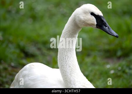 Der Trompeter Swan (Cygnus Buccinator) ist der schwerste lebende Vogel in Nordamerika. Es ist auch die größte noch existierende Art von Wasservögeln. Stockfoto