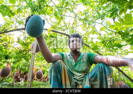 Bangladesch – 20. Mai 2019: Ein glücklicher Bauer steht auf dem Feld und zeigt zwei große Zucker Baby-Wassermelonen-Früchte aus seinem Garten in Jibannagar, Chuadan Stockfoto