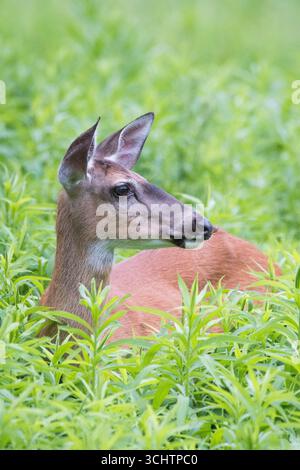 Weißschwanzhirsch in grünem Unkraut Stockfoto