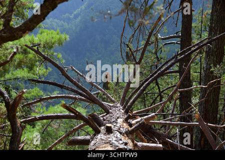Die Widerstandsfähigkeit und der Verfall der Natur in einem umgestürzten Baum Stockfoto