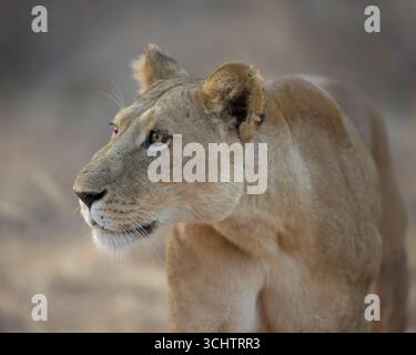 Nahaufnahme eines erwachsenen Löwen im Samburu National Reserve in Kenia Stockfoto