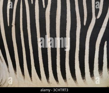 Grevy's Zebrastreifen im Samburu National Reserve in Kenia. Grevys Zebras haben weiße Bäuche, mit Streifen, die sich nicht auf der un treffen Stockfoto
