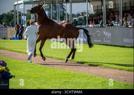 Stamford, Großbritannien. September 2025. Lauren Innes und Global Fision M vertraten Neuseeland bei der First Horse Inspection bei den Defender Burghley Horse Trials 2025 auf dem Gelände von Burghley House in Stamford, Lincolnshire, England. Jonathan Clarke / Alamy Live News Stockfoto