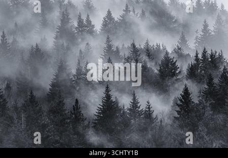 Nebeliger Nadelwald in Schwarz-weiß Stockfoto