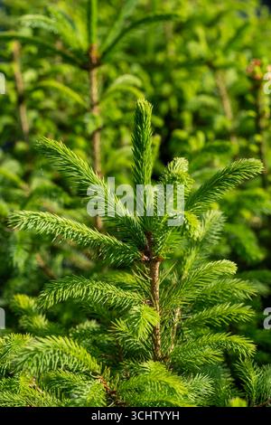 Nahaufnahme von grünen Fichten- und Nordmanntannen, die in ordentlichen Reihen in einer Baumschule von Suffolk gezüchtet und zu Weihnachten sorgfältig angebaut werden. Stockfoto