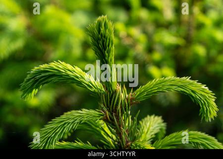 Nahaufnahme einer jungen grünen Fichte, die in ordentlichen Reihen in einer Suffolk-Gärtnerei gewachsen ist und sorgfältig zu Weihnachten im friedlichen Charme von angebaut wird Stockfoto