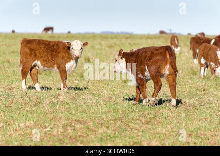 Zwei braune und weiße argentinische Polled Hereford Kälber auf einem Feld Stockfoto