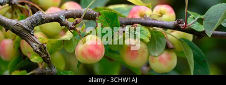 Panorama der reifenden Früchte von Krabbenapfel Malus x Robusta „Red Sentinel“ in einem Garten im Spätsommer Stockfoto