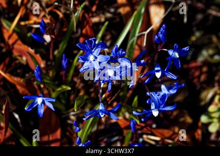 Scilla luciliae ist eine blühende Pflanzenart aus der Familie der Sparagaceae. Es wird unter den gebräuchlichen Namen Bossiers Schneeraum bezeichnet. Stockfoto