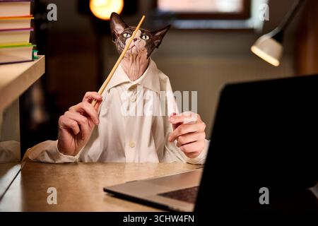 Sphynx-Katze in einem weißen Hemd posiert mit Laptop und Stick an einem Schreibtisch, humorvoll inszeniert, als ob sie arbeiten würde und bereit für das Mittagessen in einem verspielten Zuhause ist Stockfoto