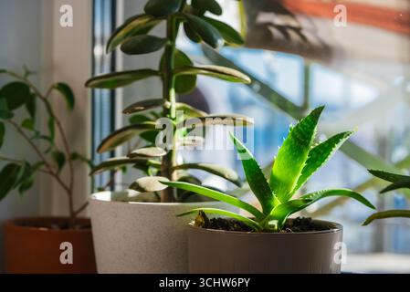 Auf einer sonnendurchfluteten Fensterbank gedeihen Aloe Vera- und Crassula ovata-Pflanzen, die das warme natürliche Licht aufsaugen und die gemütliche Atmosphäre des Innenraums verbessern Stockfoto
