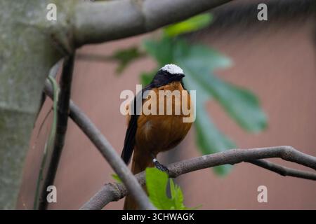 Der Weißkrone Robin-Chat (Cossypha albicapillus) ist eine Vogelart aus der Familie der Muscicapidae. Seine Reichweite erstreckt sich hauptsächlich über den westlichen regi Stockfoto
