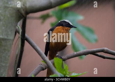 Der Weißkrone Robin-Chat (Cossypha albicapillus) ist eine Vogelart aus der Familie der Muscicapidae. Stockfoto