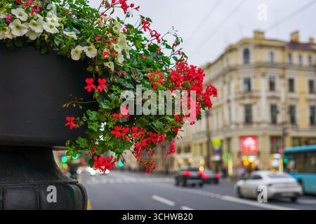 Lebendige rote Blumen blühen im Urban Planter mit City Street im Hintergrund Stockfoto