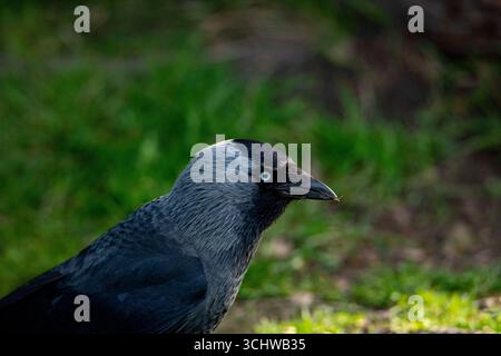 Der westliche Jackdaw (Coloeus monedula), auch bekannt als der Eurasische Jackdaw, der europäische Jackdaw oder einfach der Jackdaw. Stockfoto