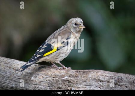 Eine Nahaufnahme eines jungen Goldfinks, Carduelis carduelis, der auf einem Ast sitzt. Es hat noch nicht alle hellen Federn entwickelt Stockfoto