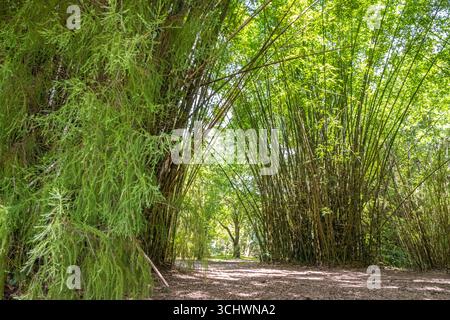 Bambus Garden Path in Kanapaha Botanical Gardens in Gainesville, Florida. (USA) Stockfoto
